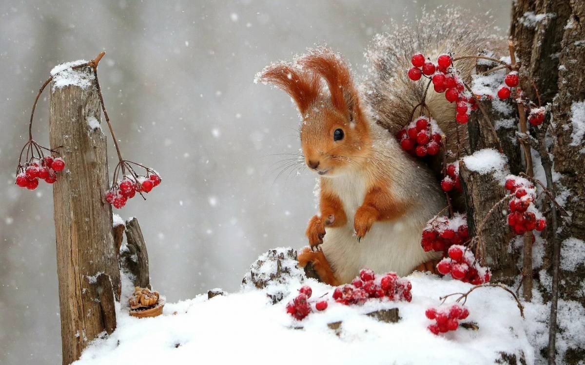 Животные в снегу