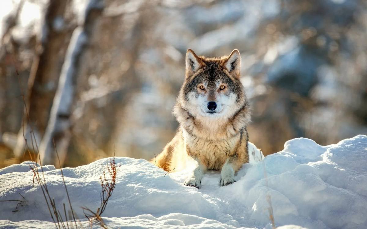 Животные зимой