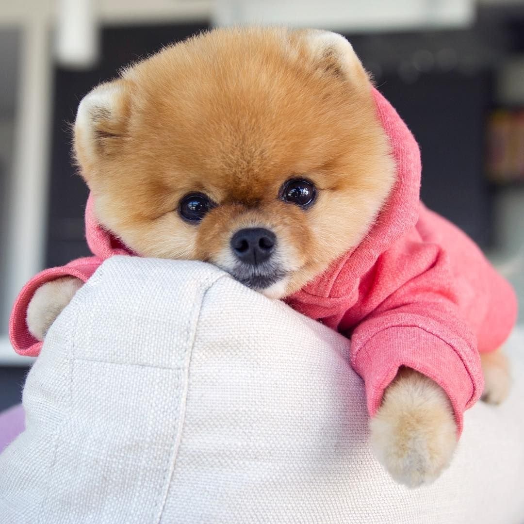 Померанский шпиц jiffpom белый