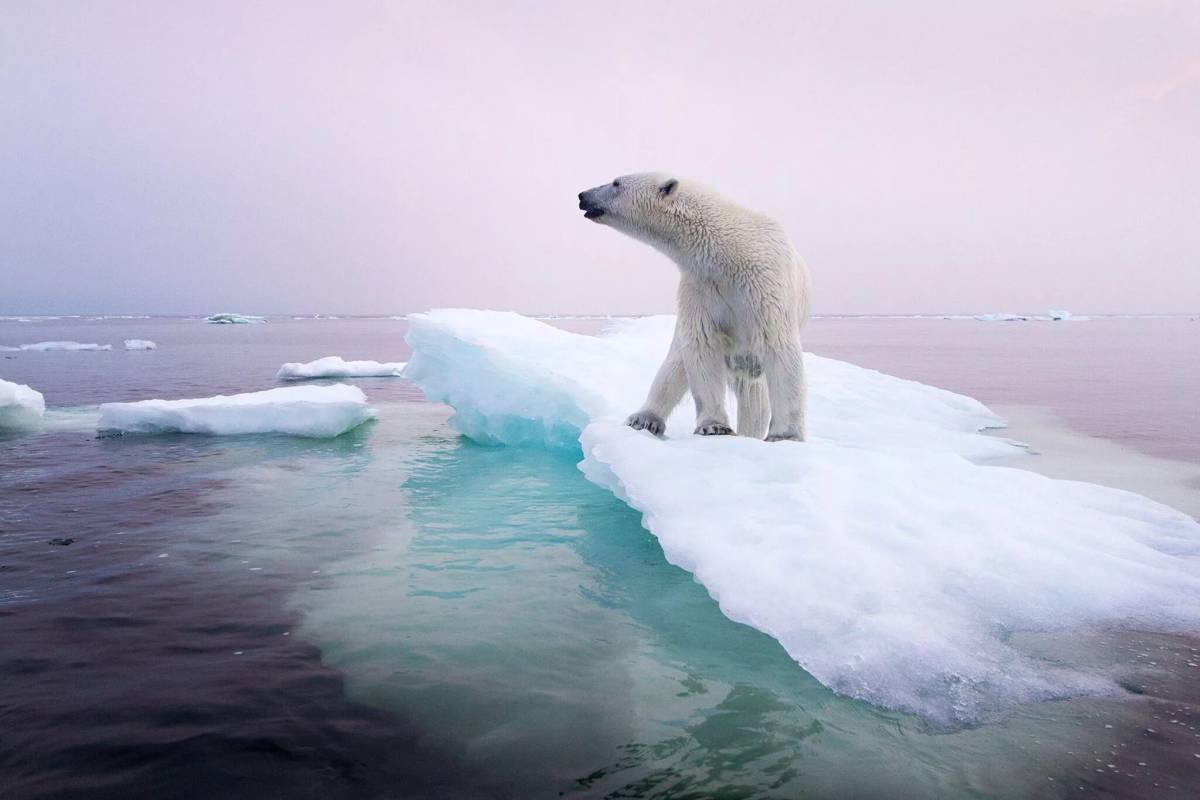 Полар бир (Polar Bear)