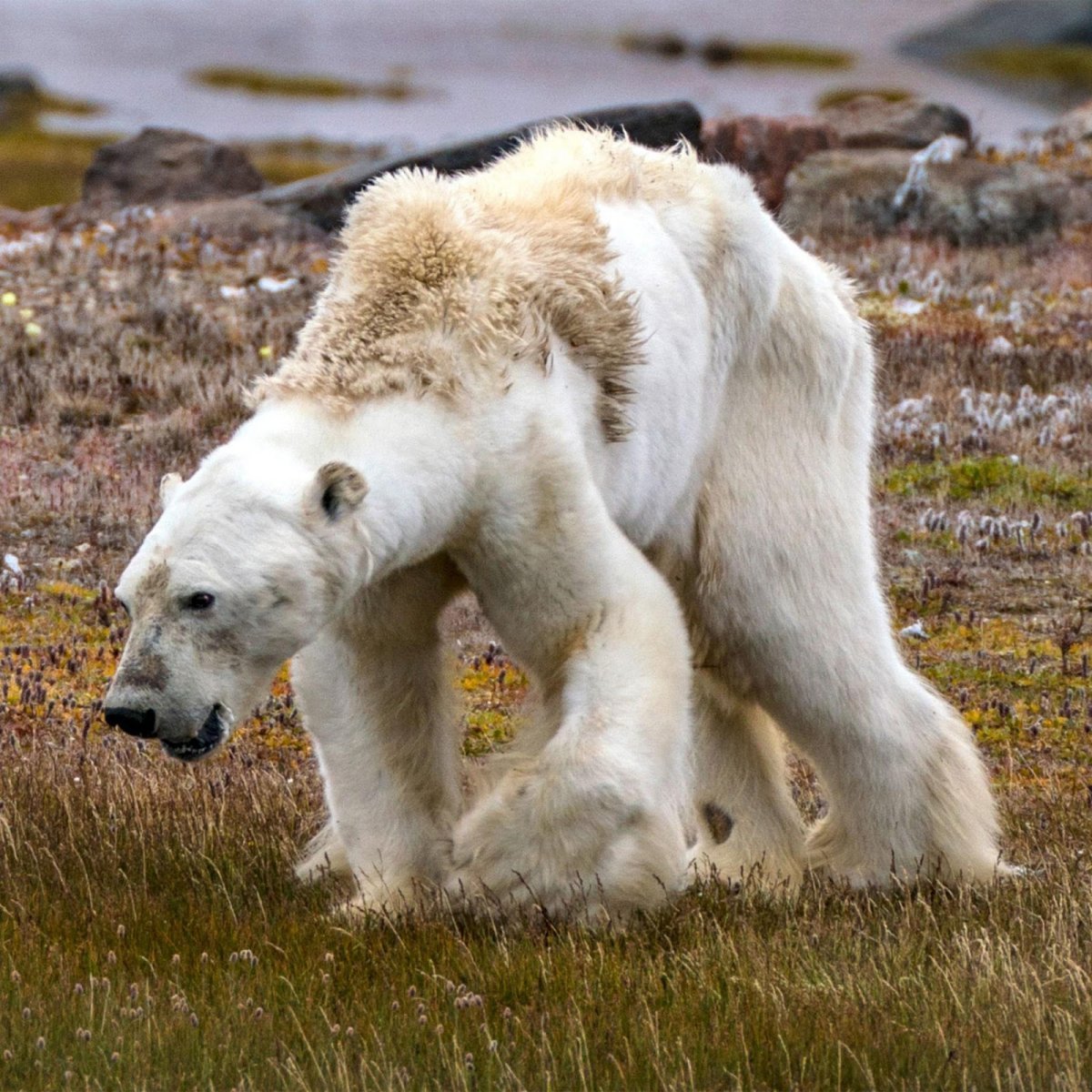 National Geographic Беар