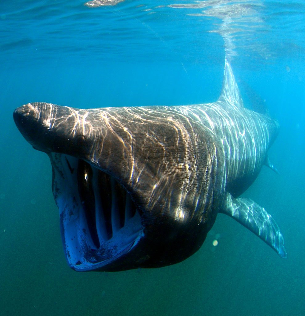 Cetorhinus Maximus акула