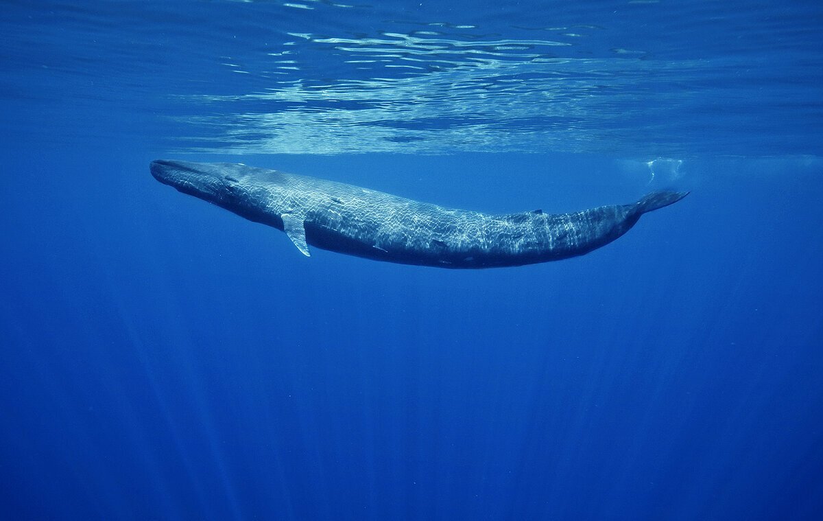 Голубой кит Balaenoptera musculus