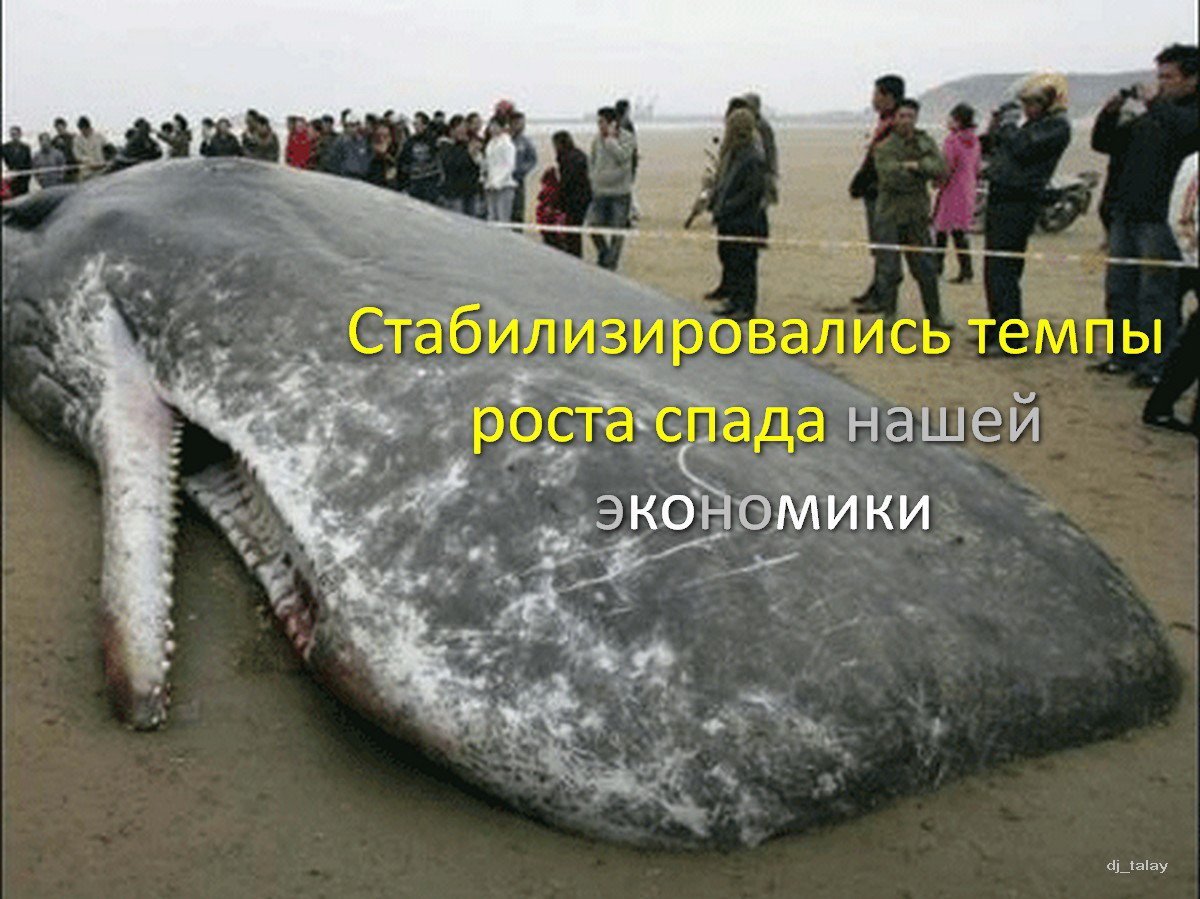 Кит гигант