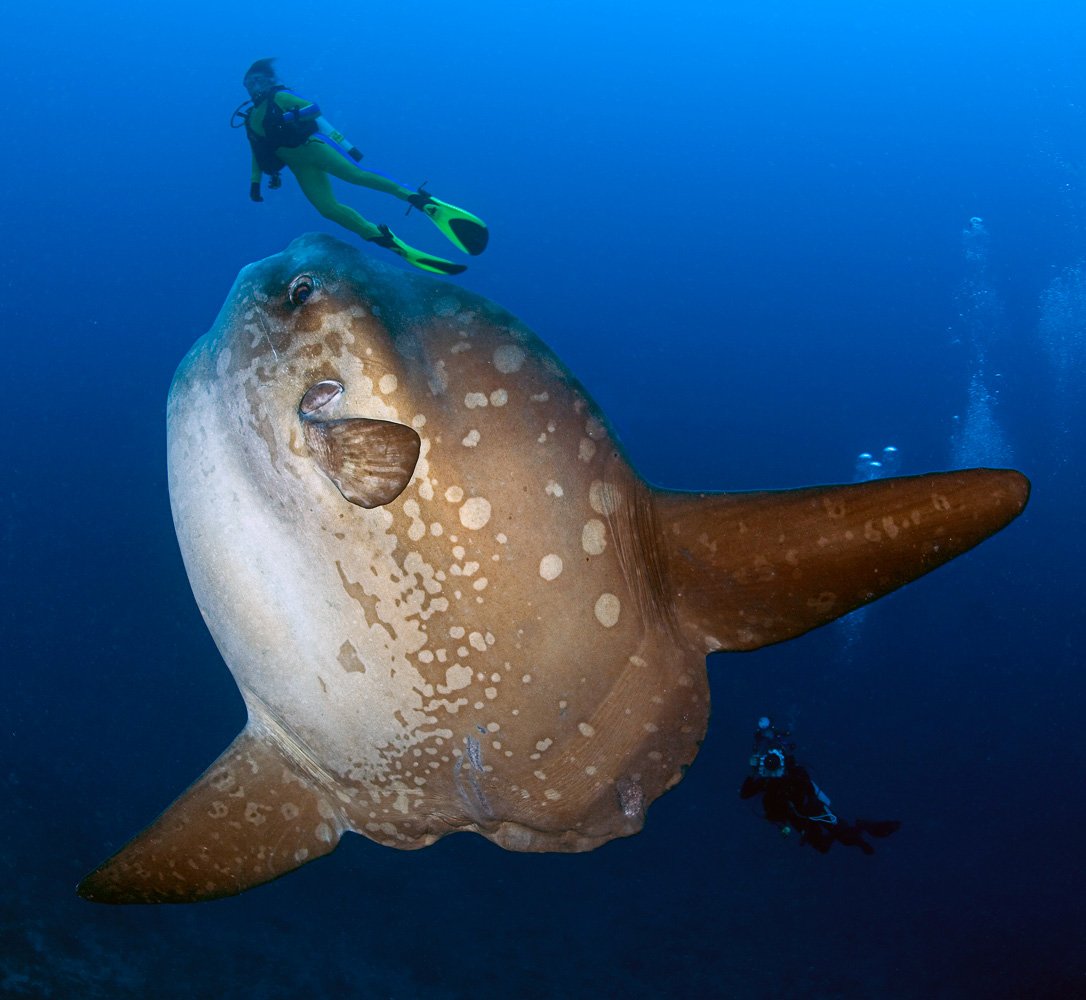 Рыба-Луна Mola Mola