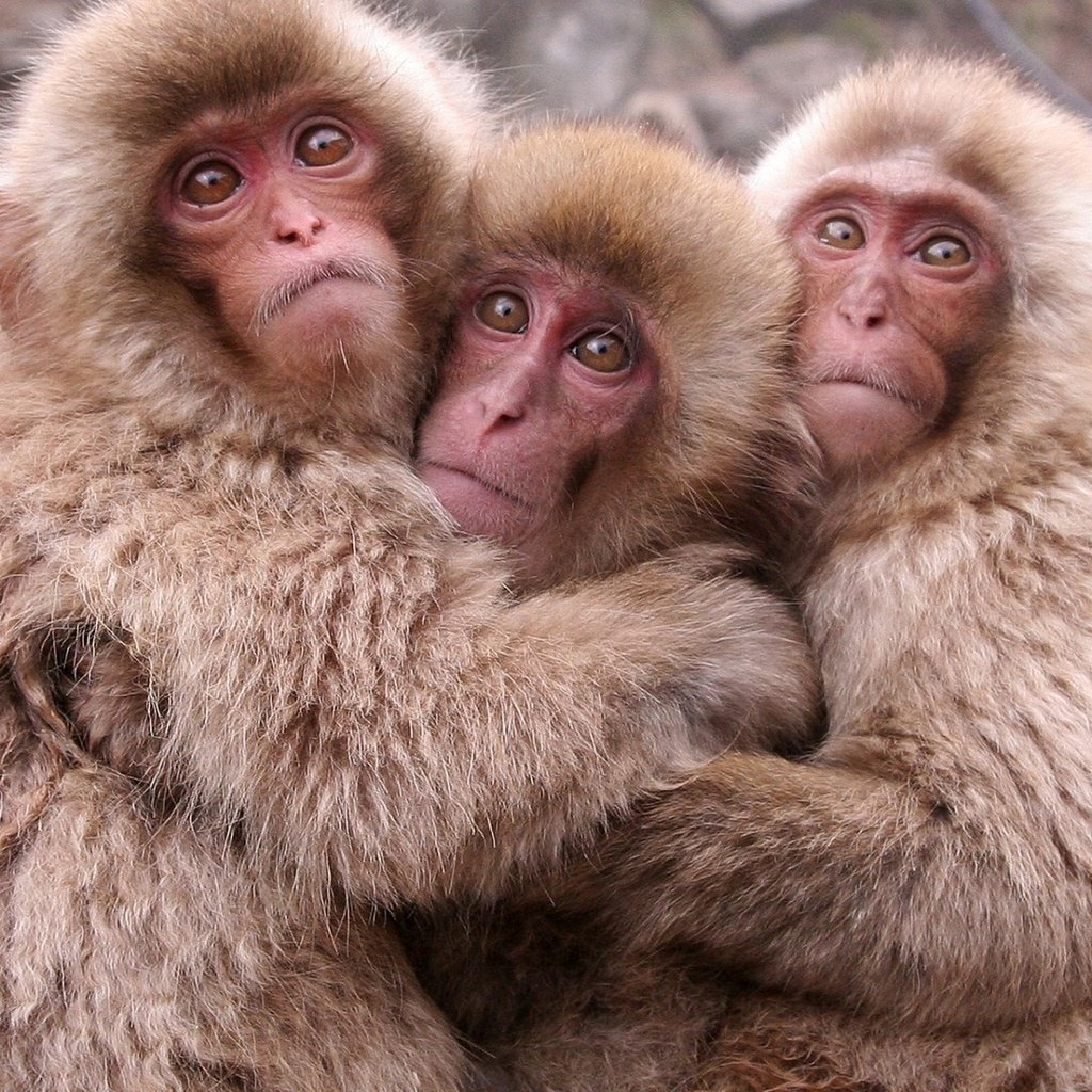 Три красивые мартышки