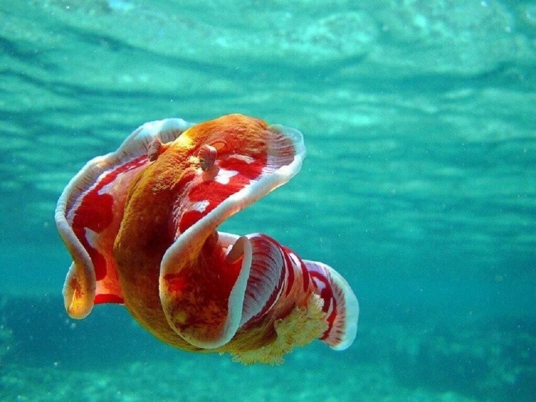 Испанский танцор (Hexabranchus sanguineus)