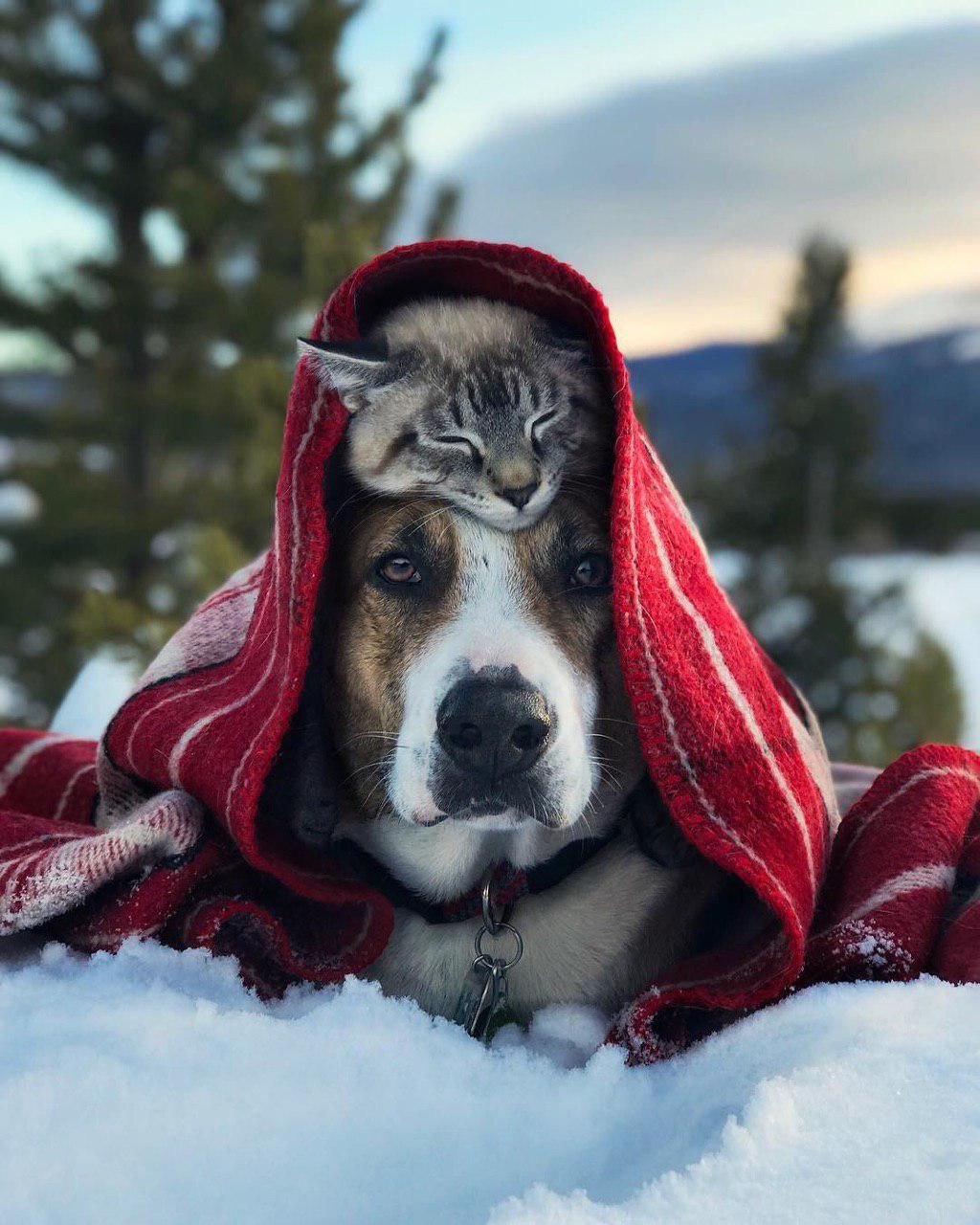 Красивая собачка зима
