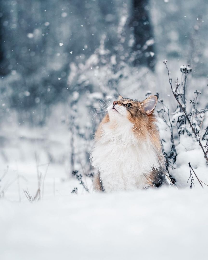 Кот в снегу