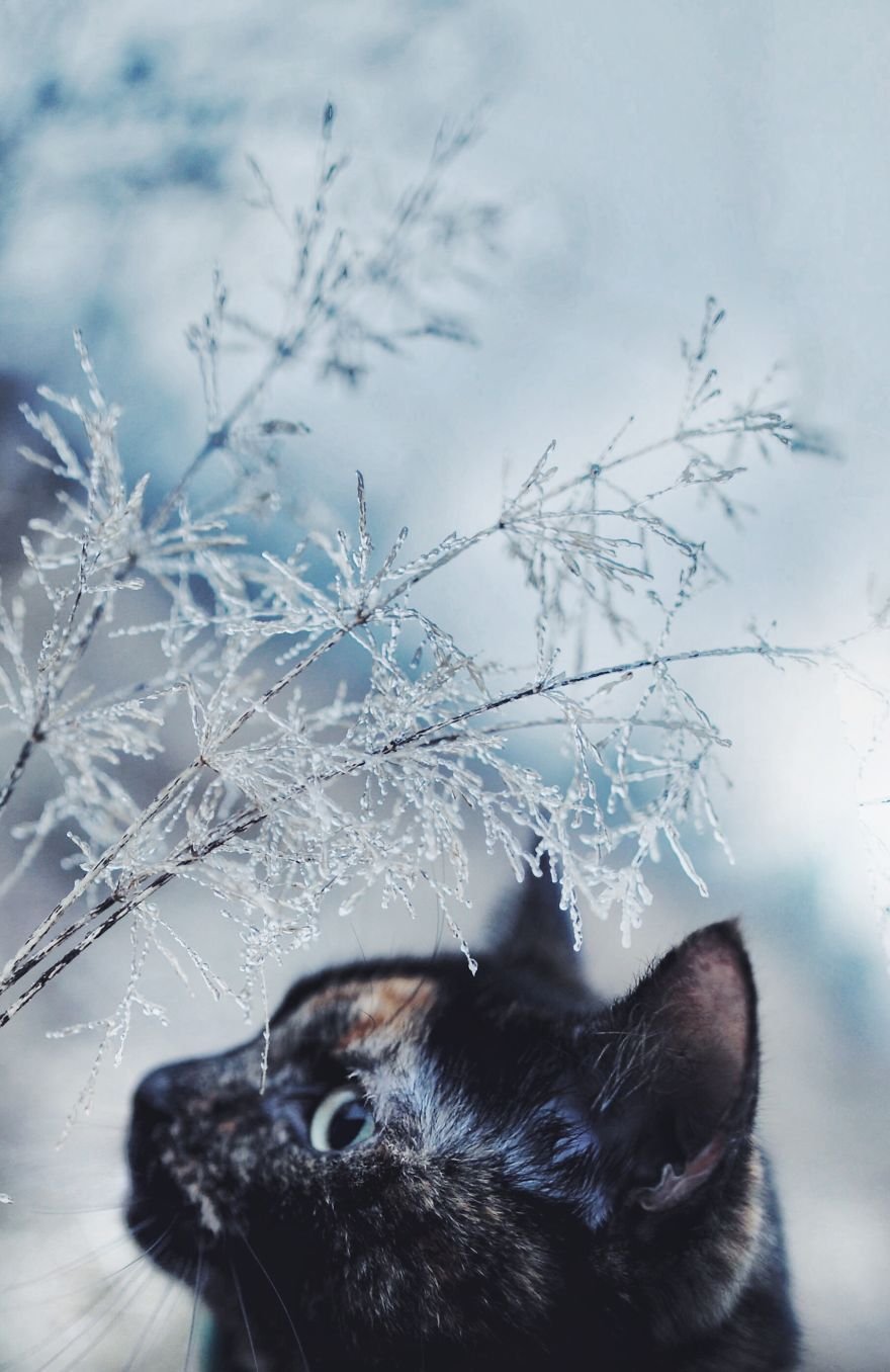 Зимний кот