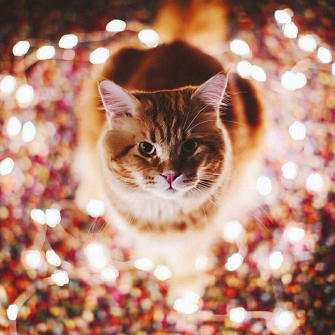 Instagram животные кошки
