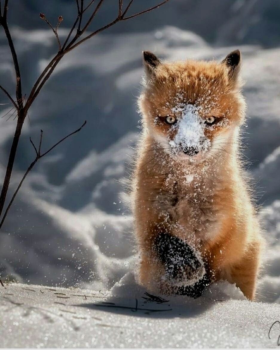 Забавные животные зимой