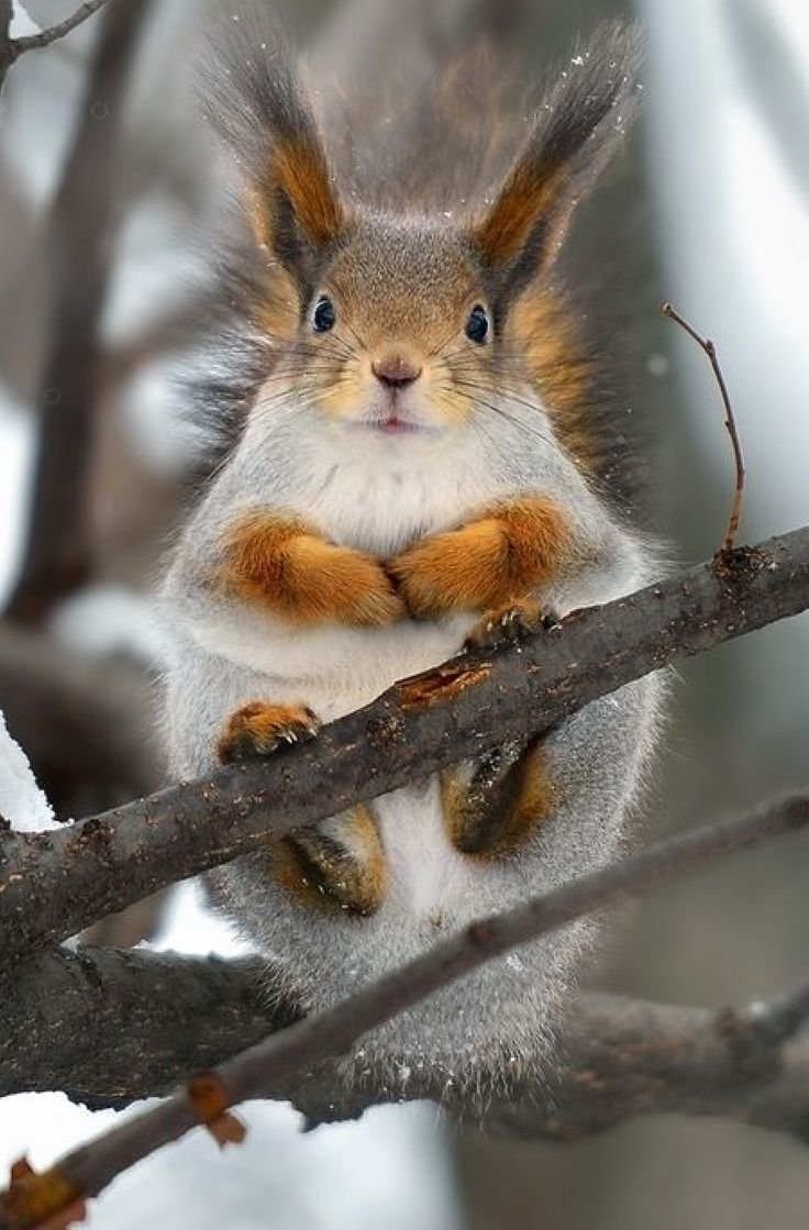 Животные зимой