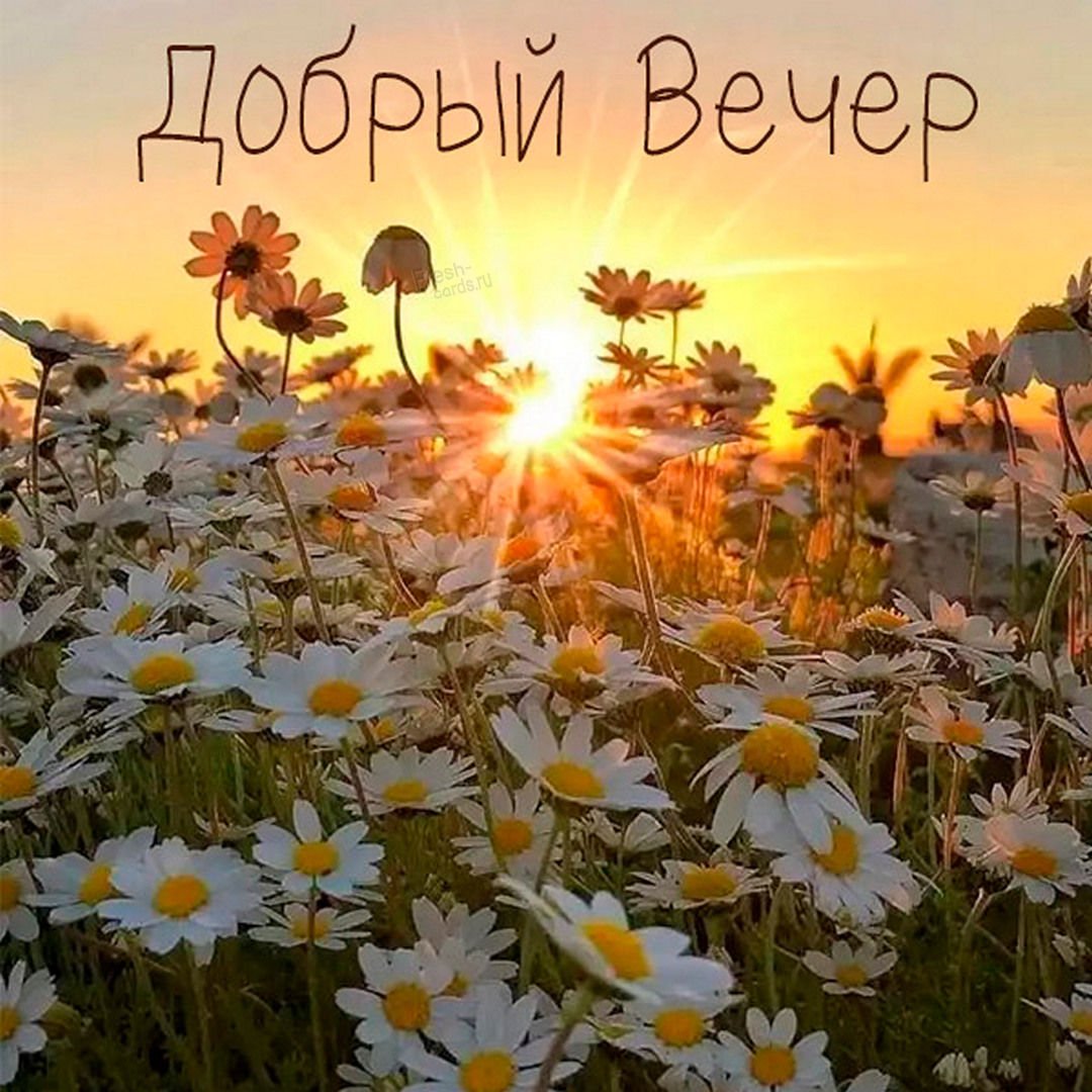 Поле ромашек