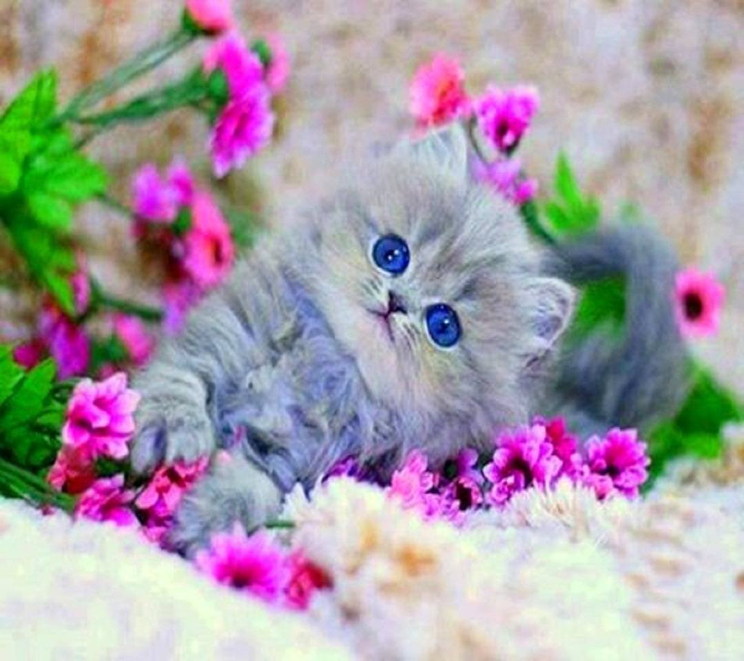 Котёнок с цветком