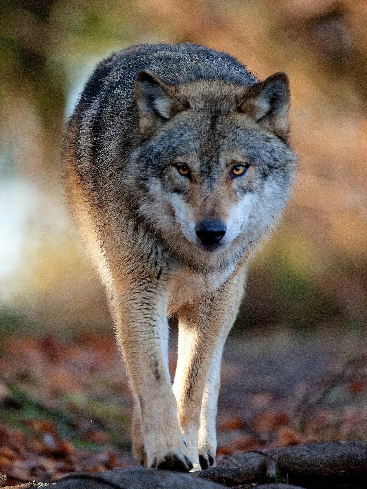 Волк - canis Lupus l.