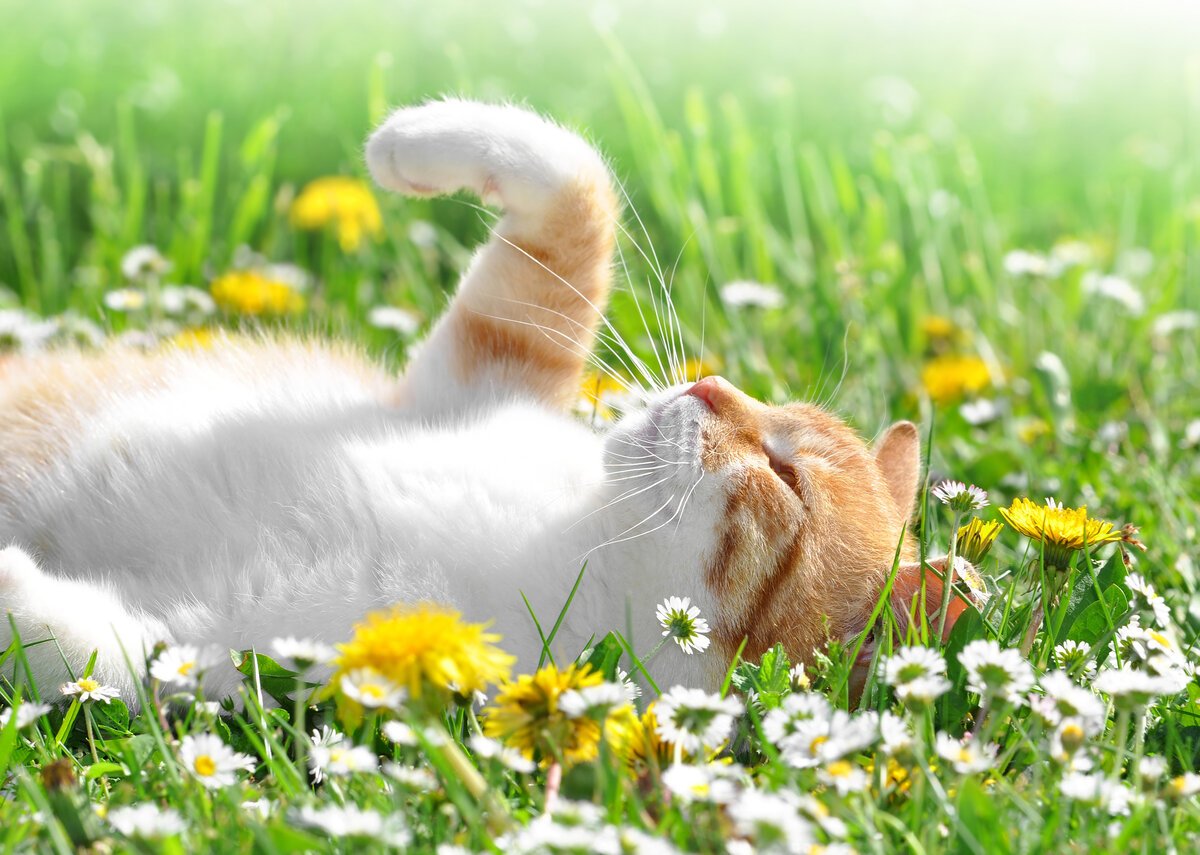 Кошка нежится на солнышке