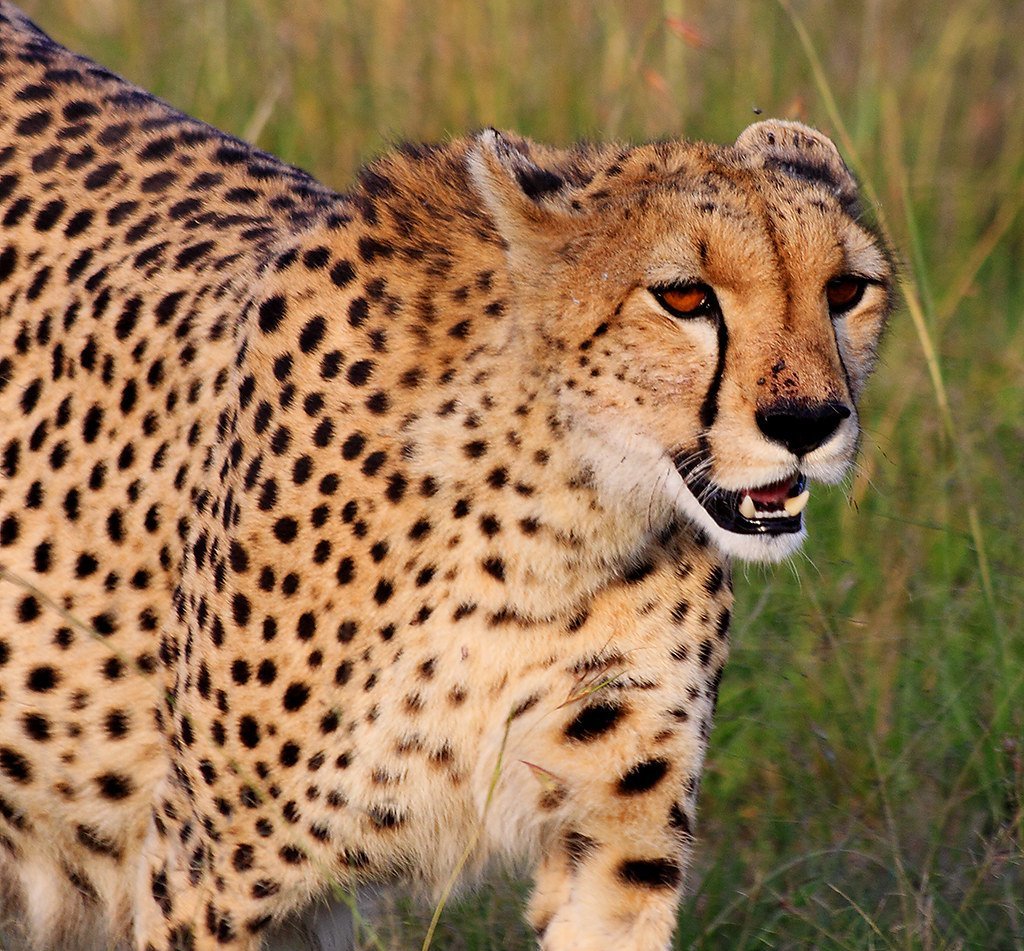 Acinonyx jubatus jubatus