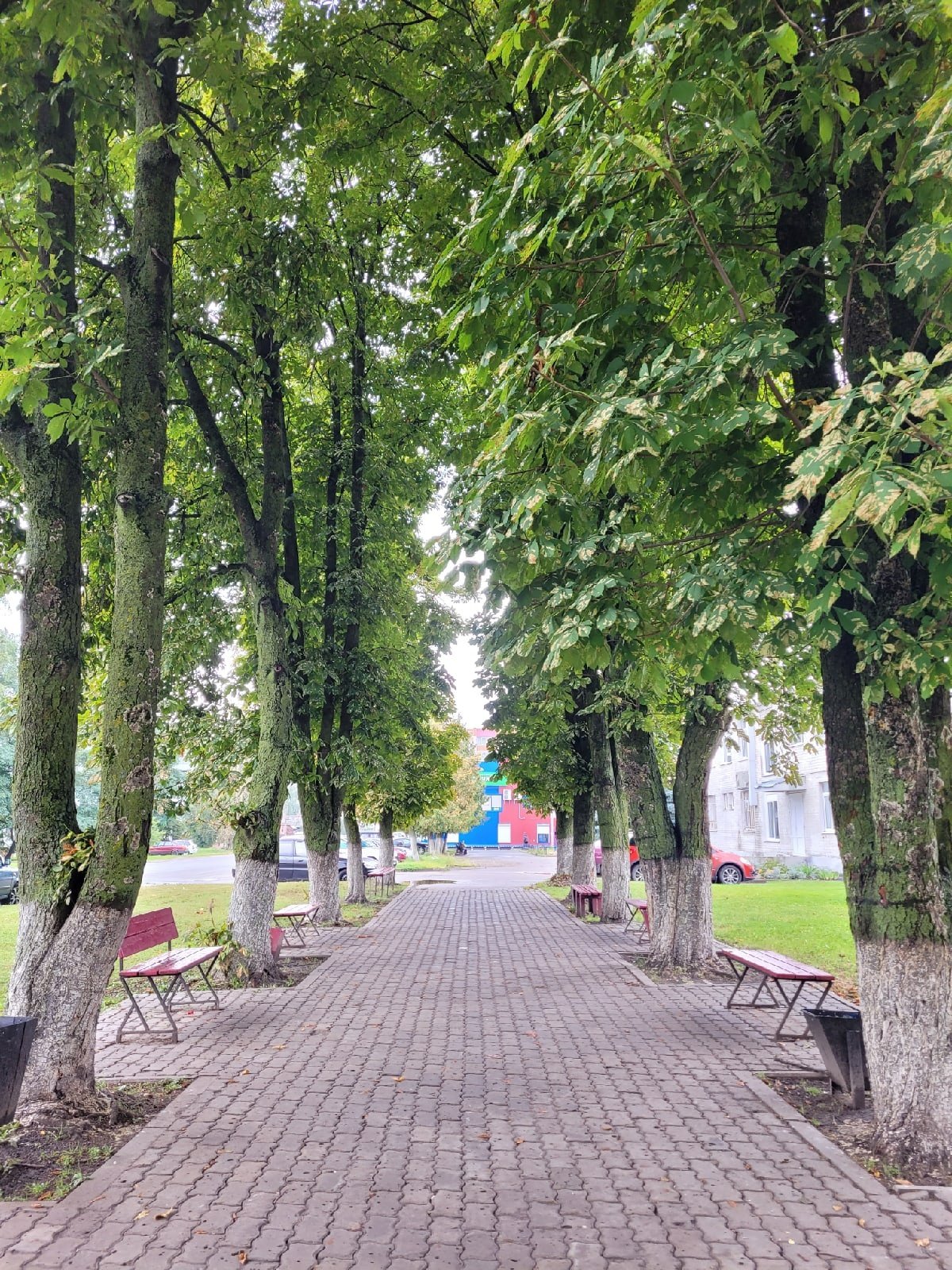 Аллея в ноябре