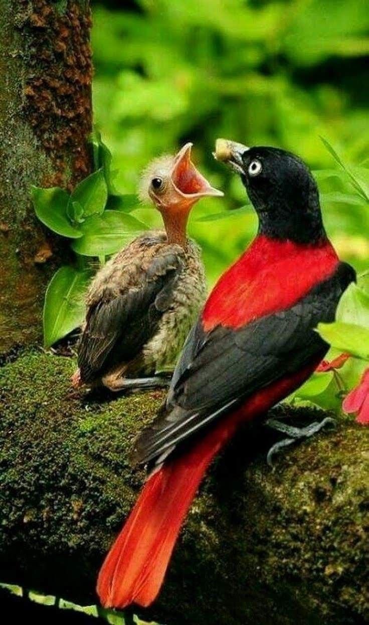 Самые красивые птицы мира