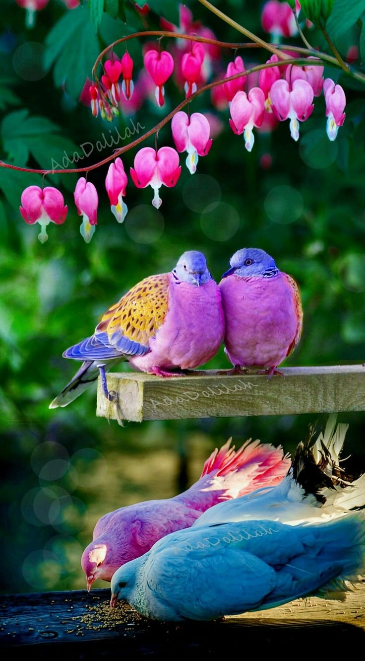 Природа птицы