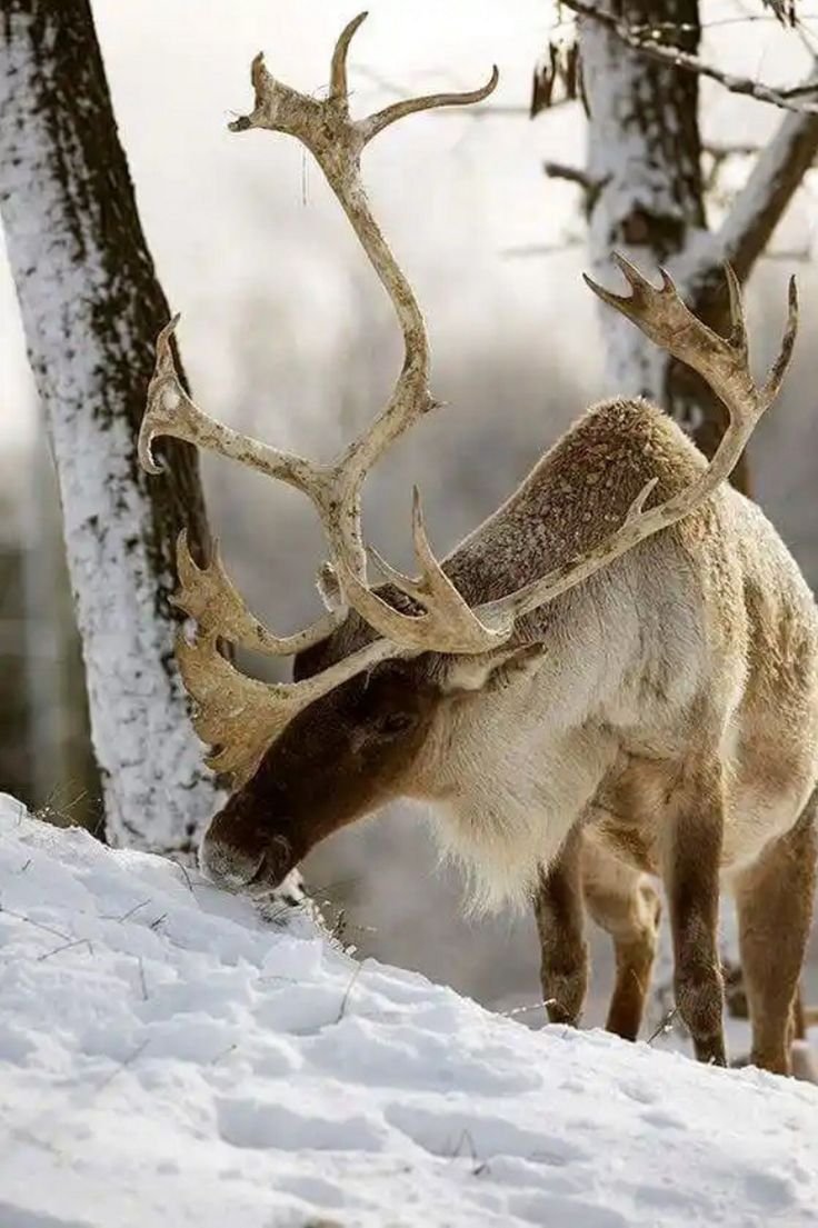 Животные Северного леса