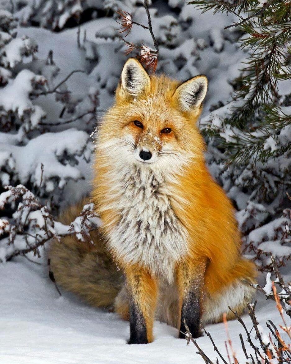 Дикие животные зимой