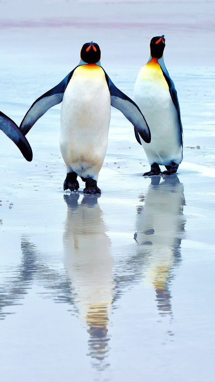 Морской Пингвин