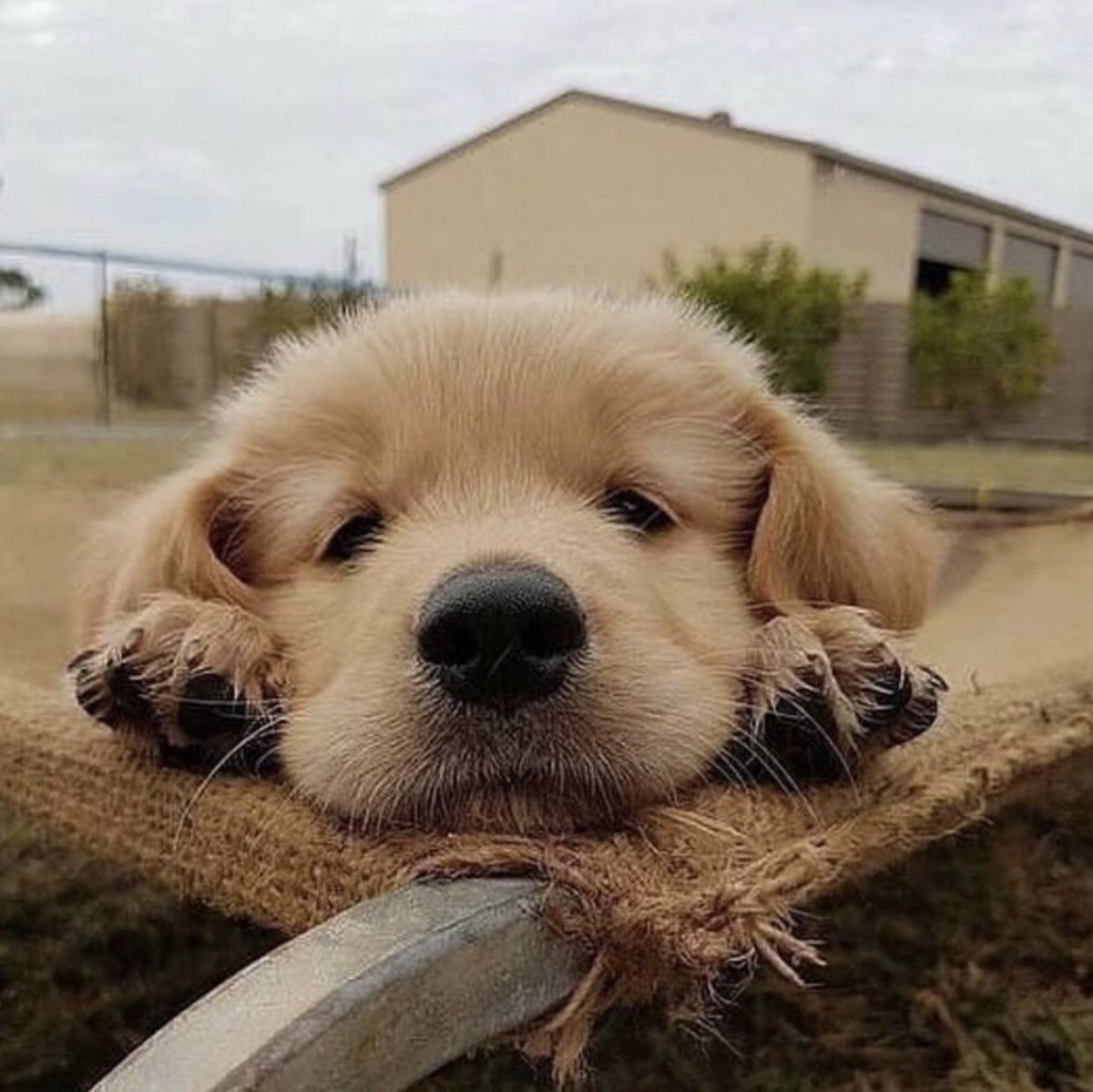 Милая собака