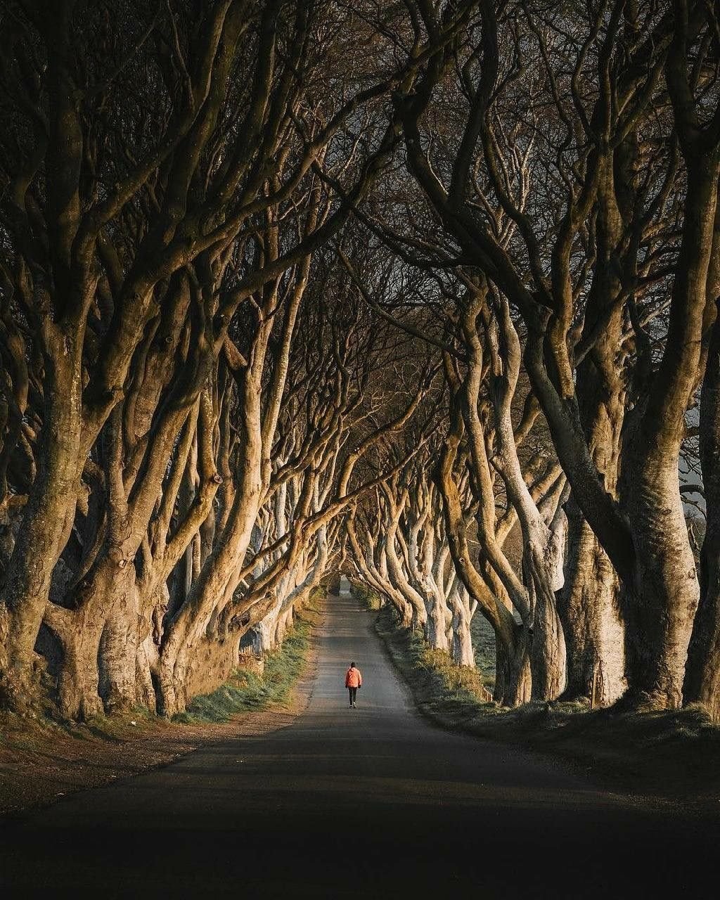 Dark Hedges Ирландия