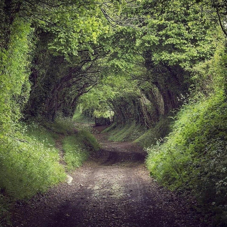 Лес Уистман Англия