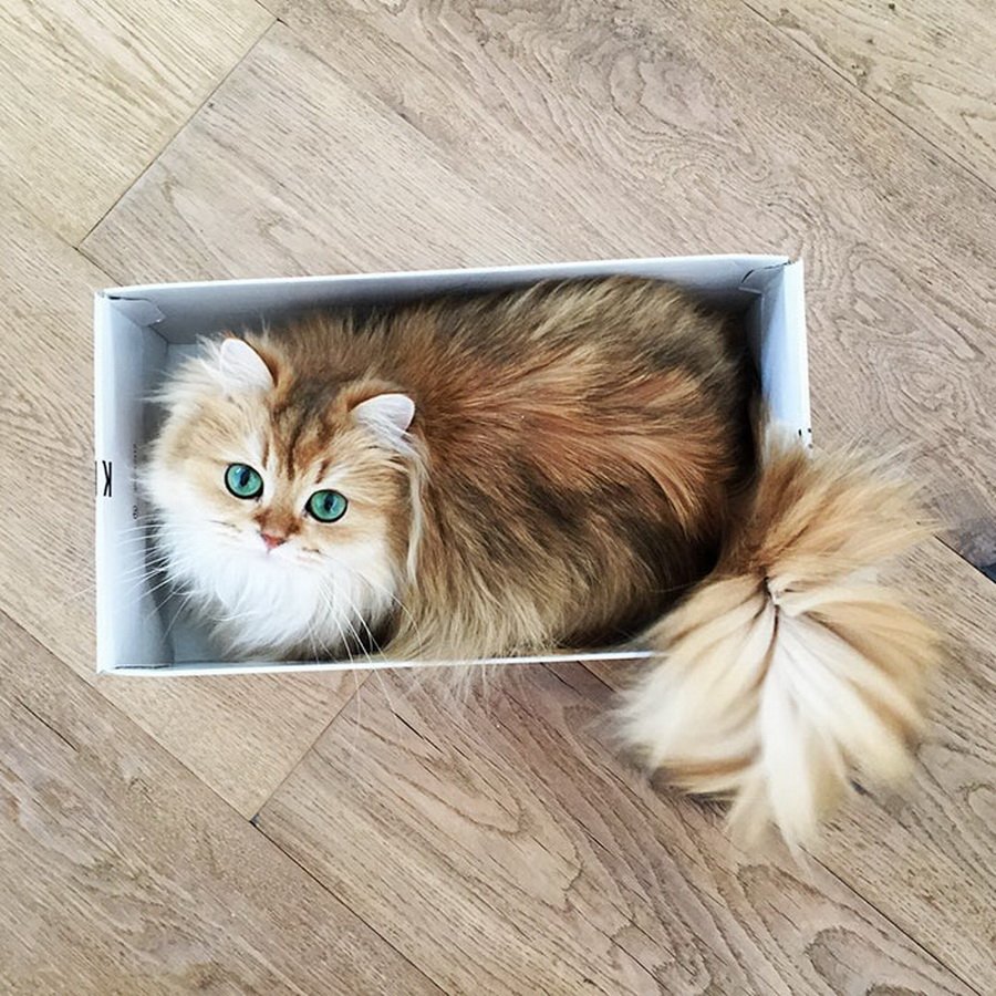 Самая длинношерстная кошка в мире