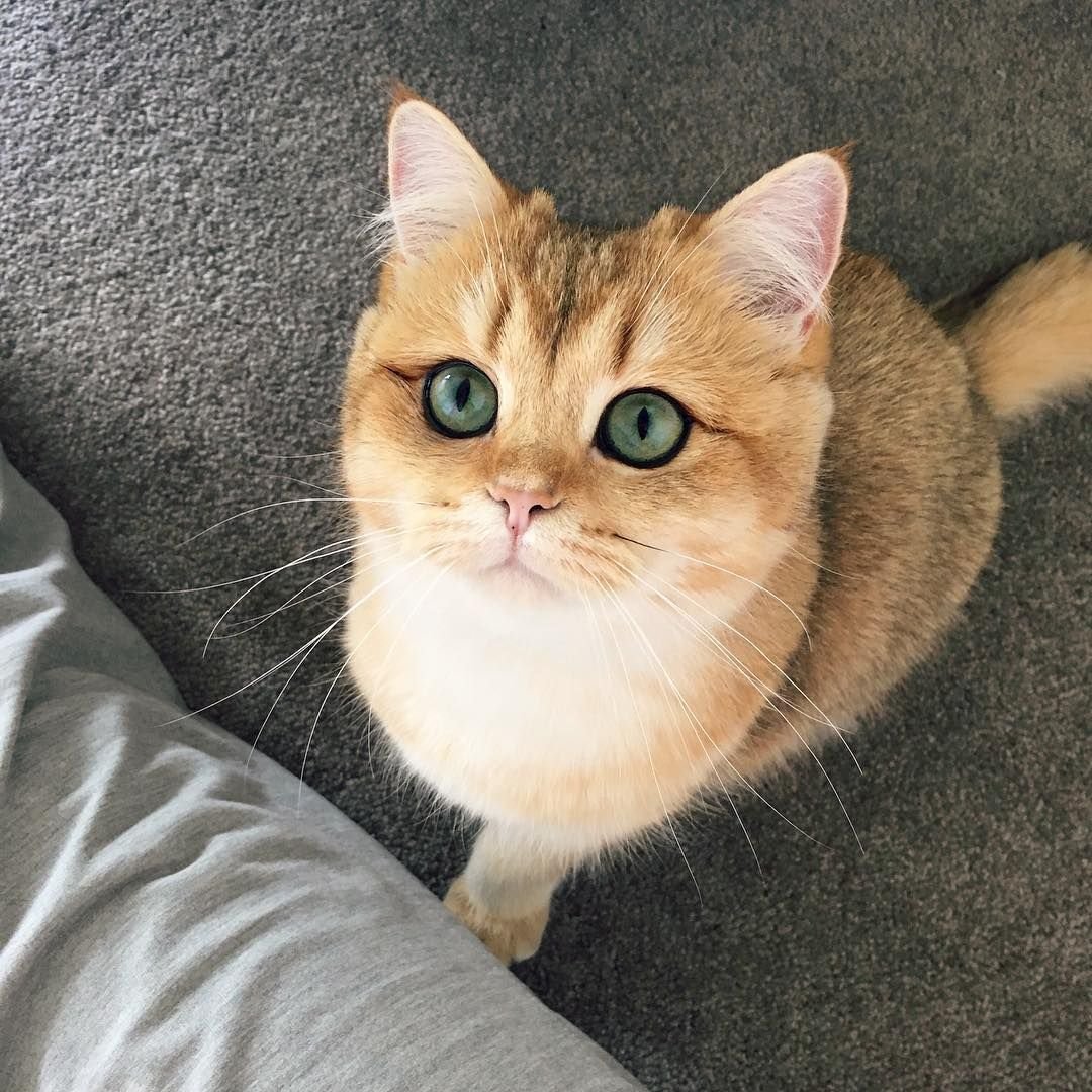 Матильда кошка