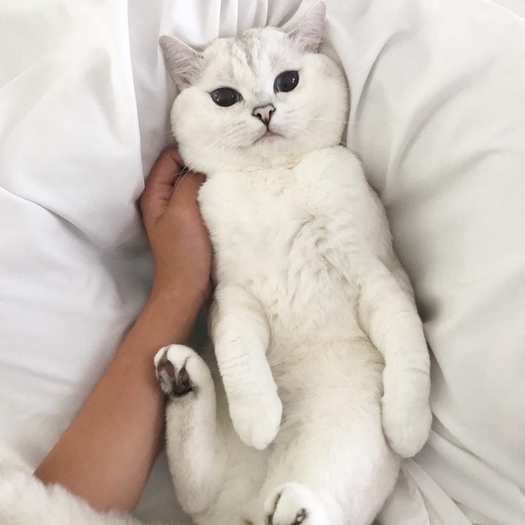 Милые котики из инстаграмма