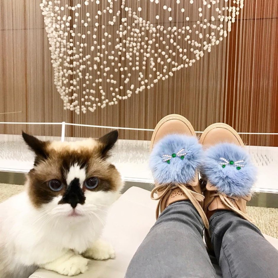 Котята для инстаграмма