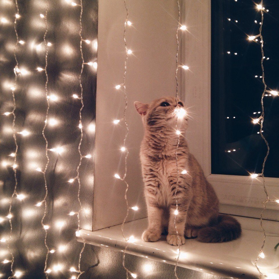 Котенок в гирлянде