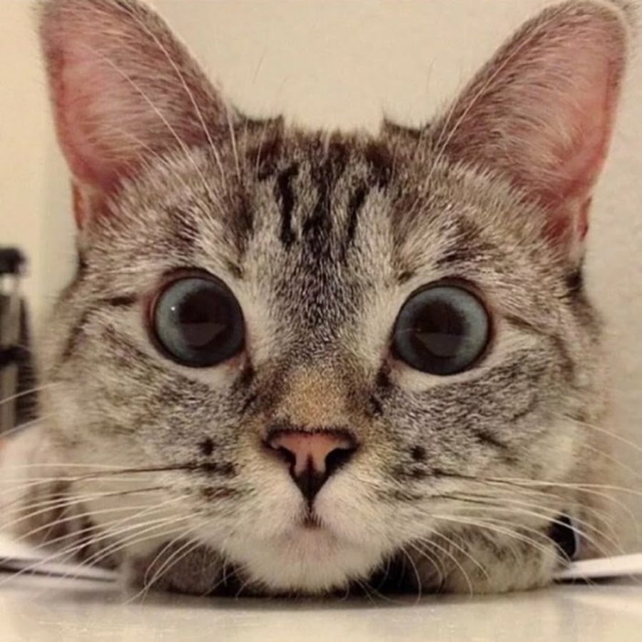 Смешной кот