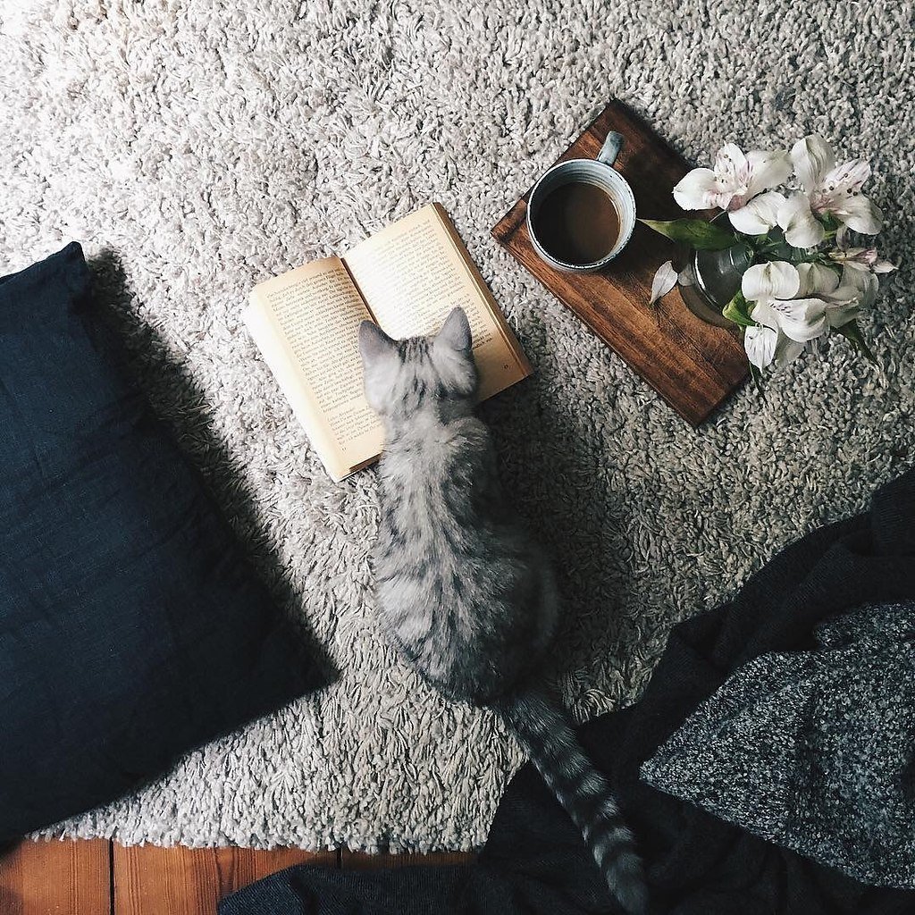 Эстетика книг и кота