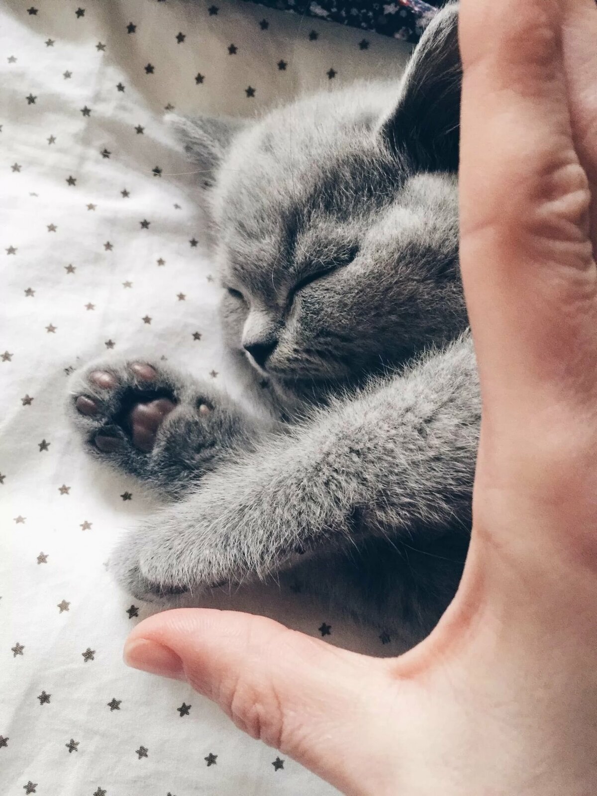 Котята сохраненки