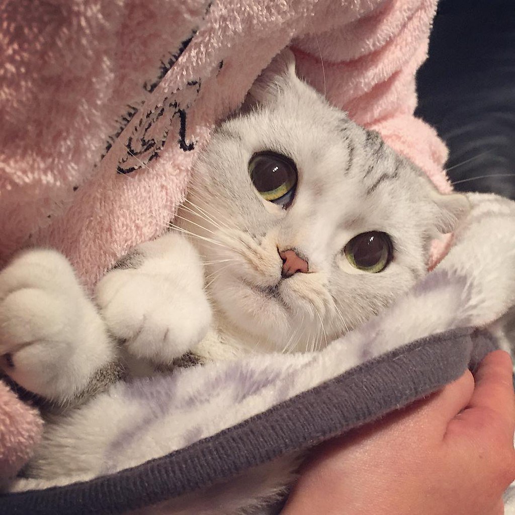 Милые котики