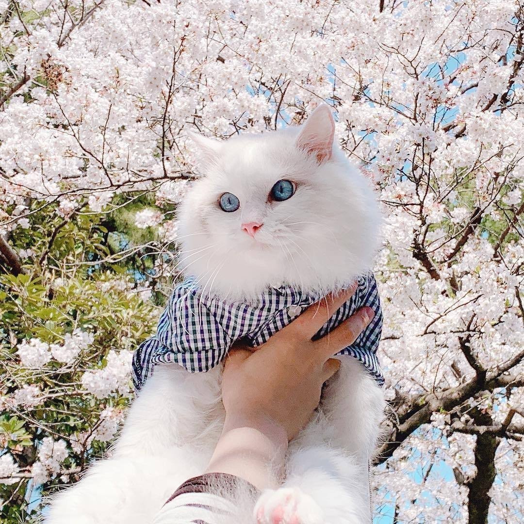 Котята Эстетика