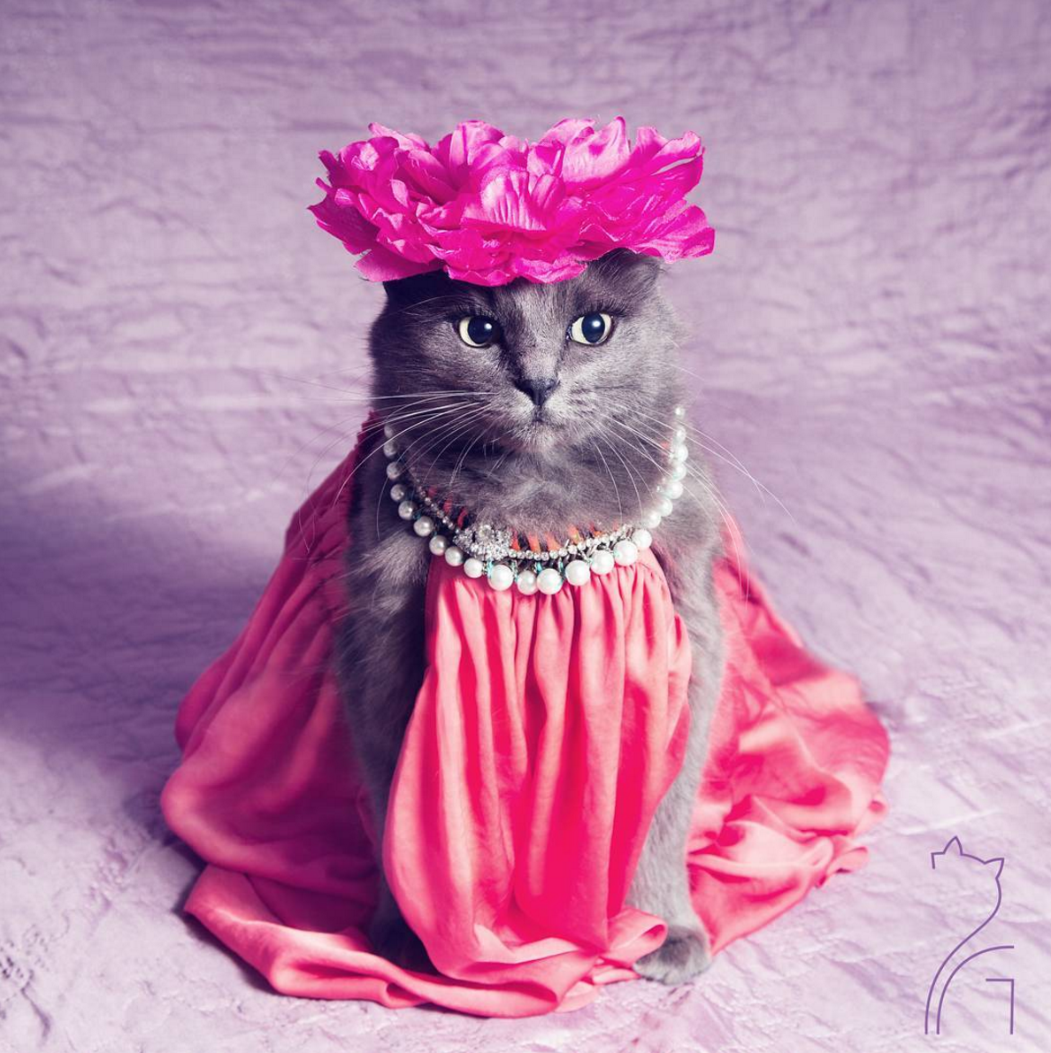 Кошка в платье