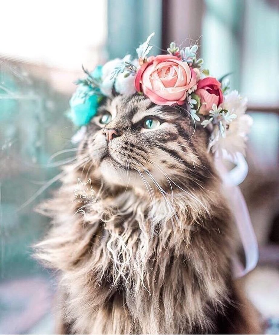 Красивые котики