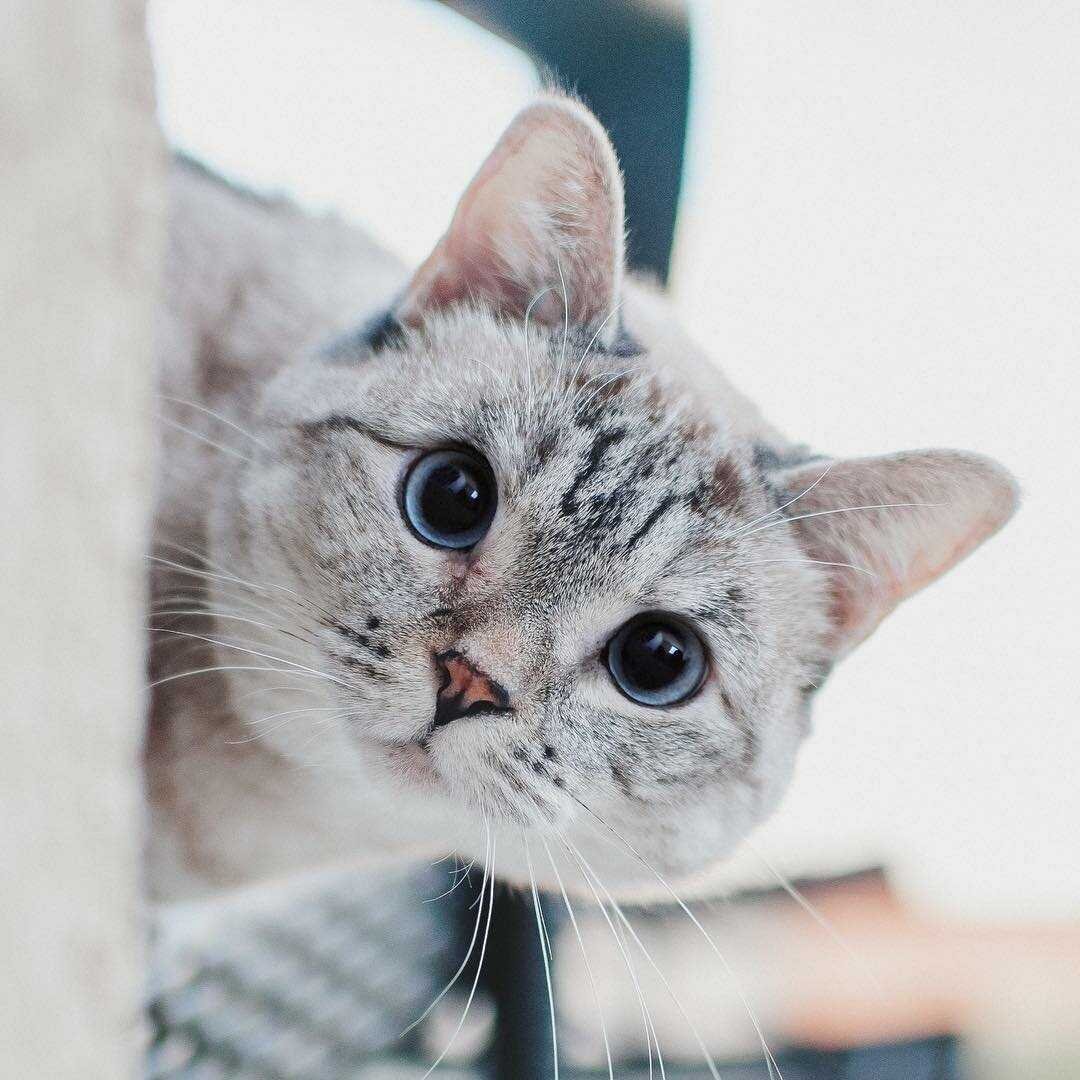 Кот Инстаграм