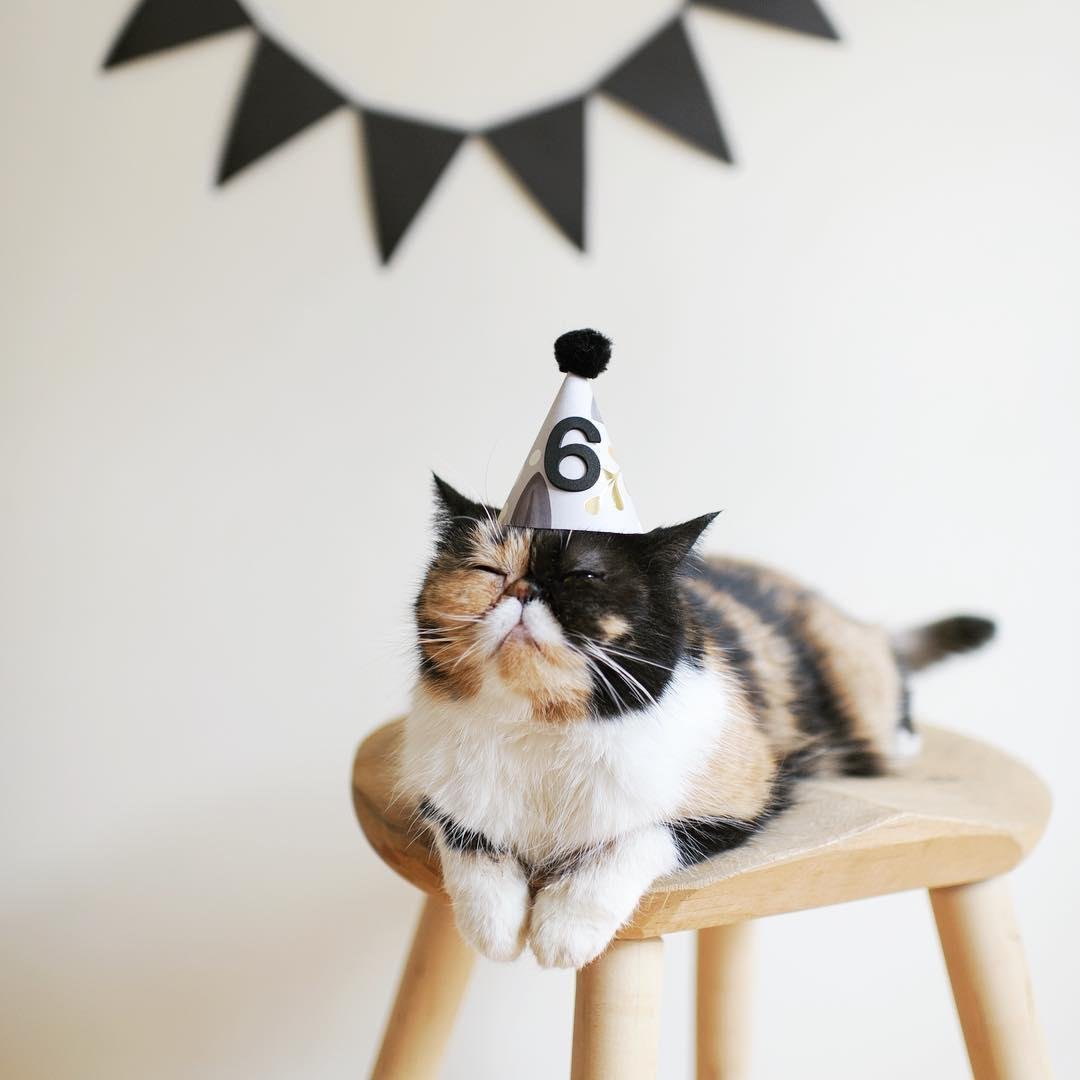 Кошечка Инстаграм