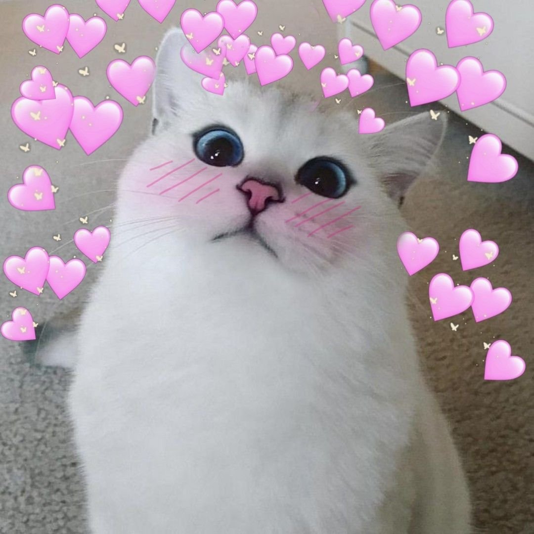 Коби кошка