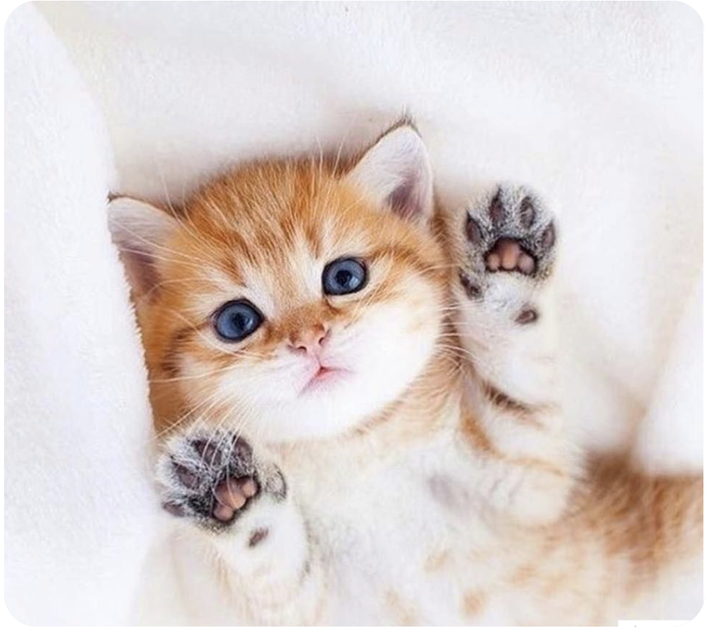 Милый котик