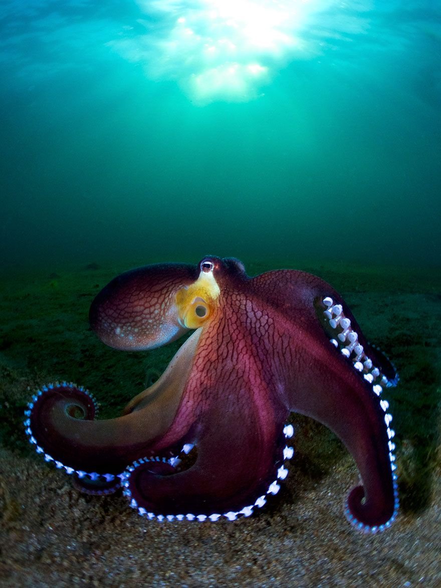 Amphioctopus marginatus