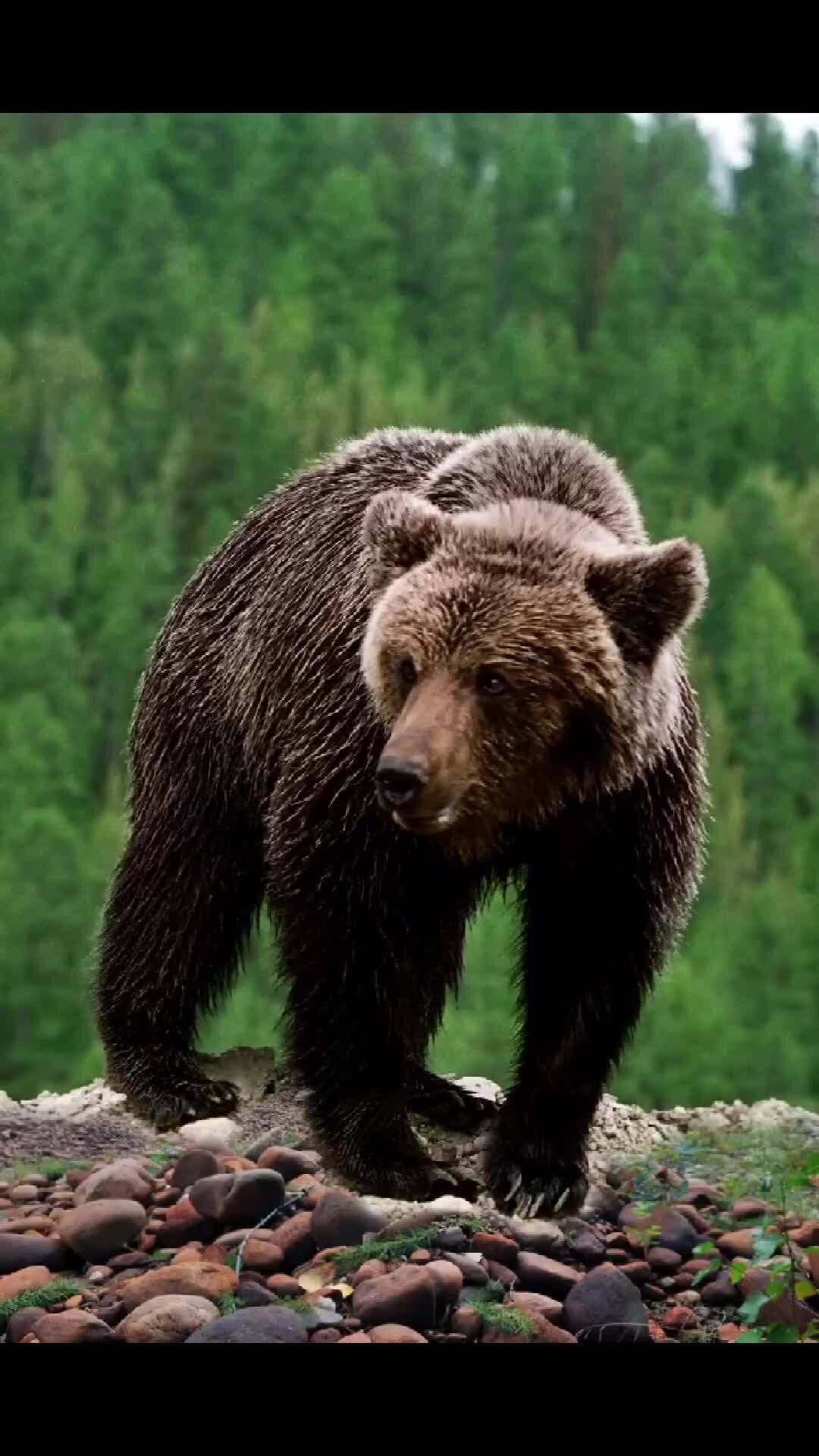 Животные тайги