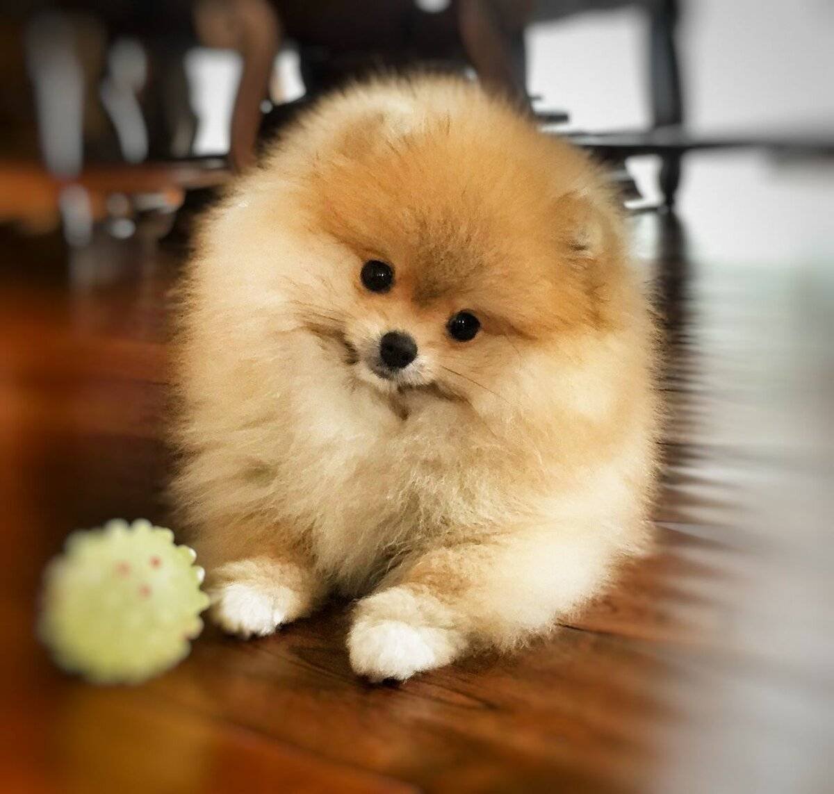 Померанский шпиц Teacup.